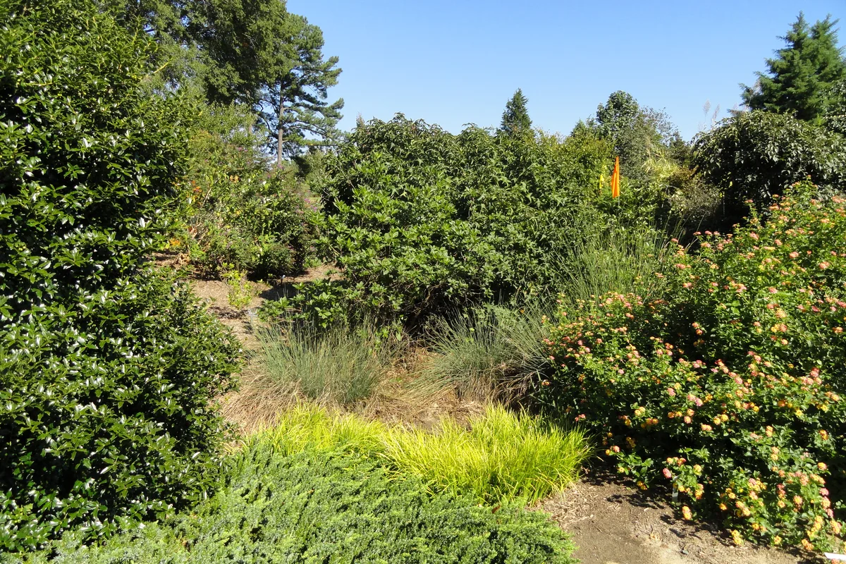 JC Raulston Arboretum, Raleigh