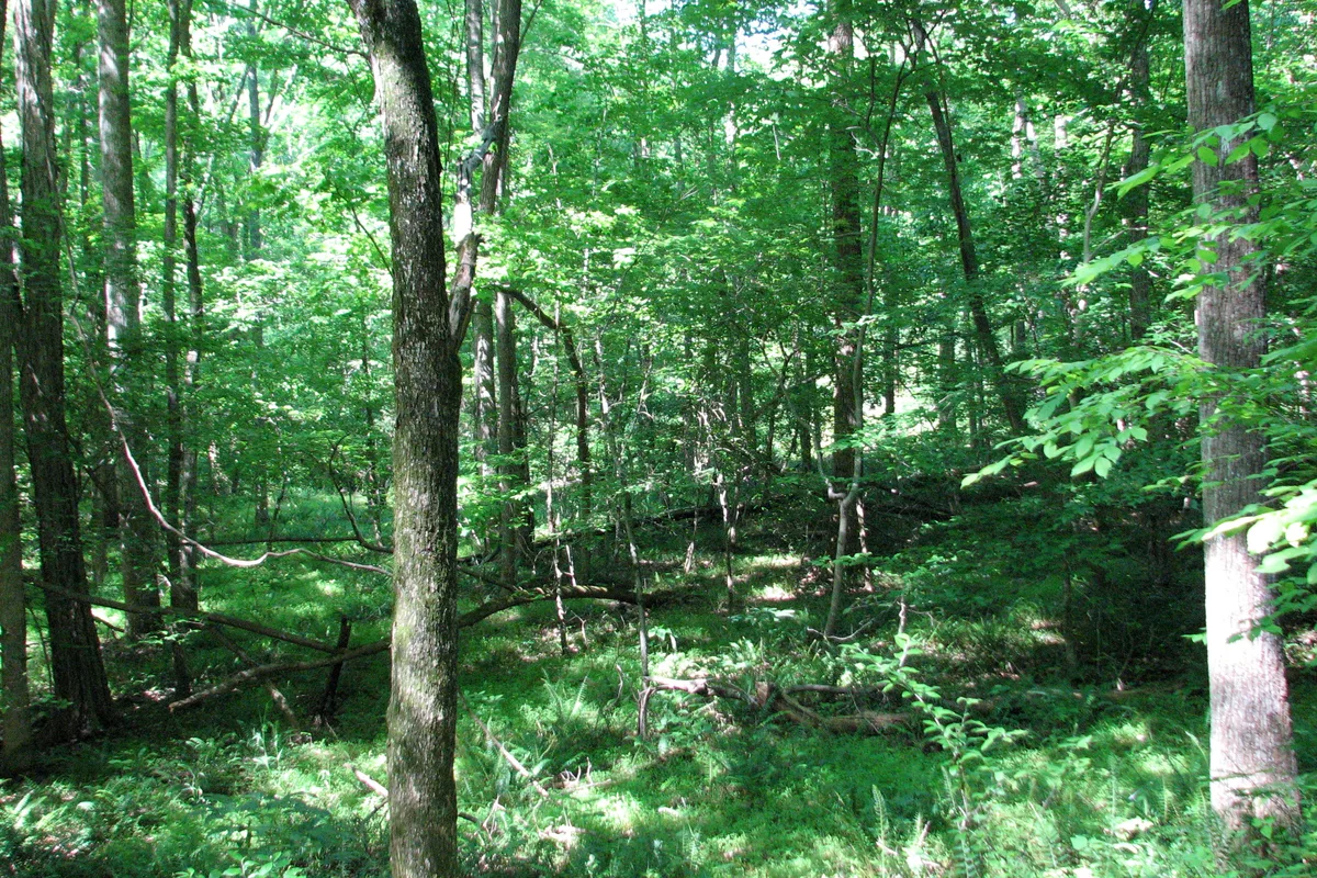 William B. Umstead State Park, Raleigh