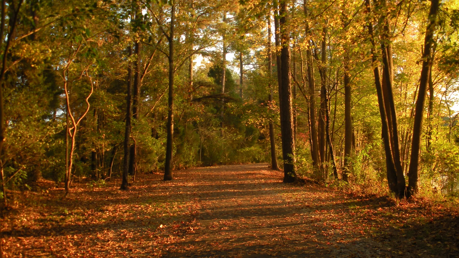 Golden evening light streaming through autumn trees along a forest path at Lake Johnson Park, Raleigh